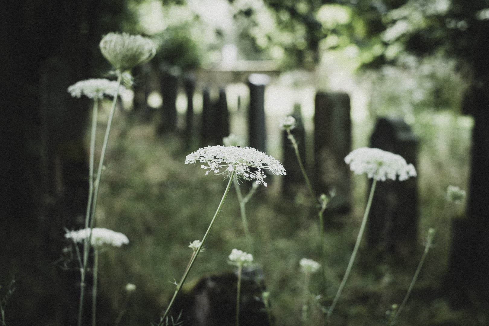 Langenselbold, Jüdischer Friedhof